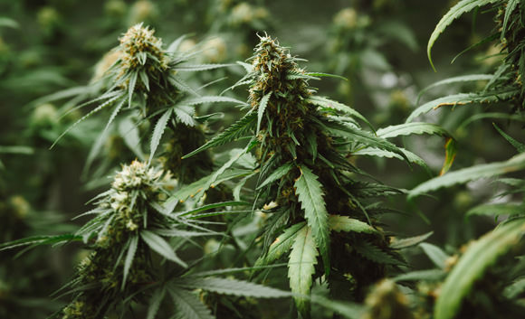 Biotechnology & Protection Program